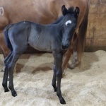 ETHAN - Colt out of Emma Luke (Owned by Rachel Robinson)